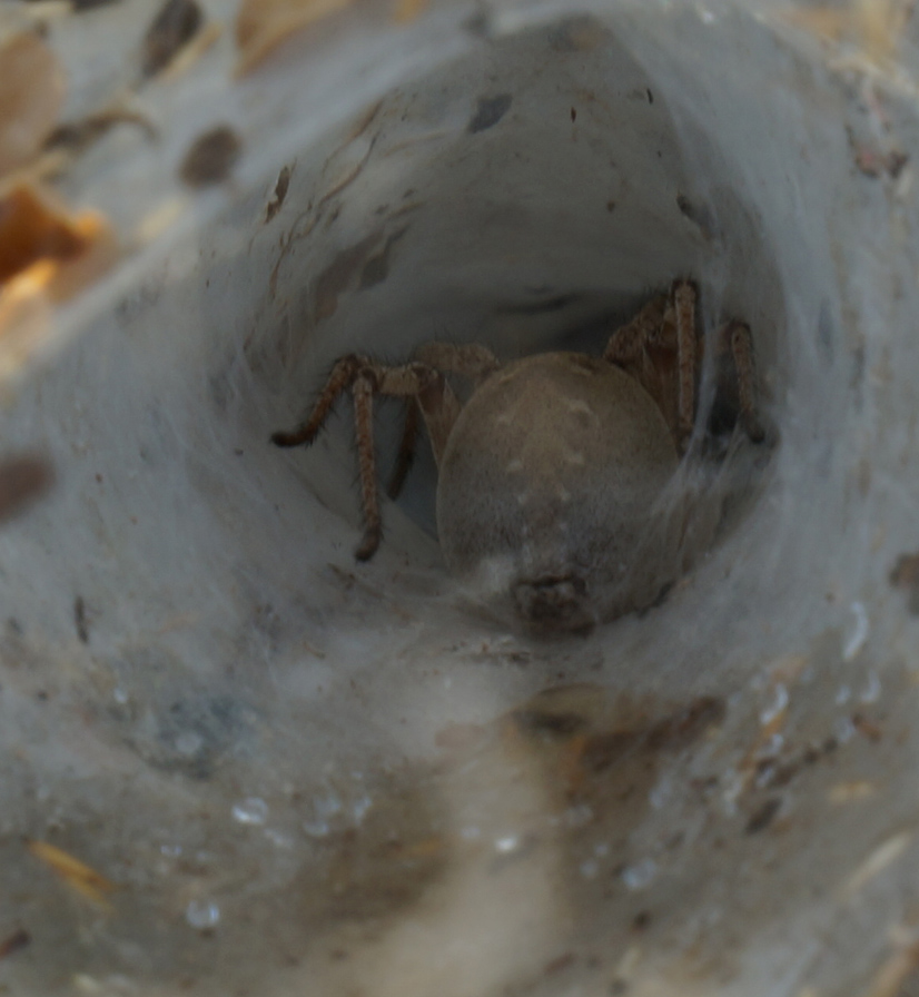 Agelena sp.; Argiope lobata - Gargano (FG)